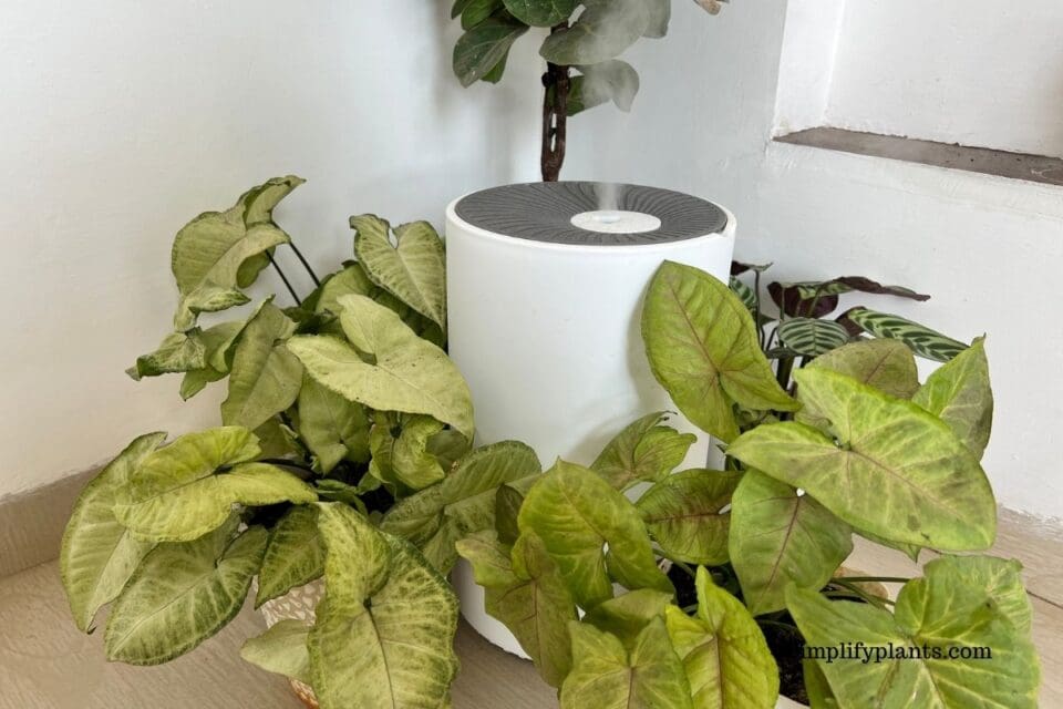 Why Is My Arrowhead Plant Turning Brown? (Causes+Fix) » Simplify Plants