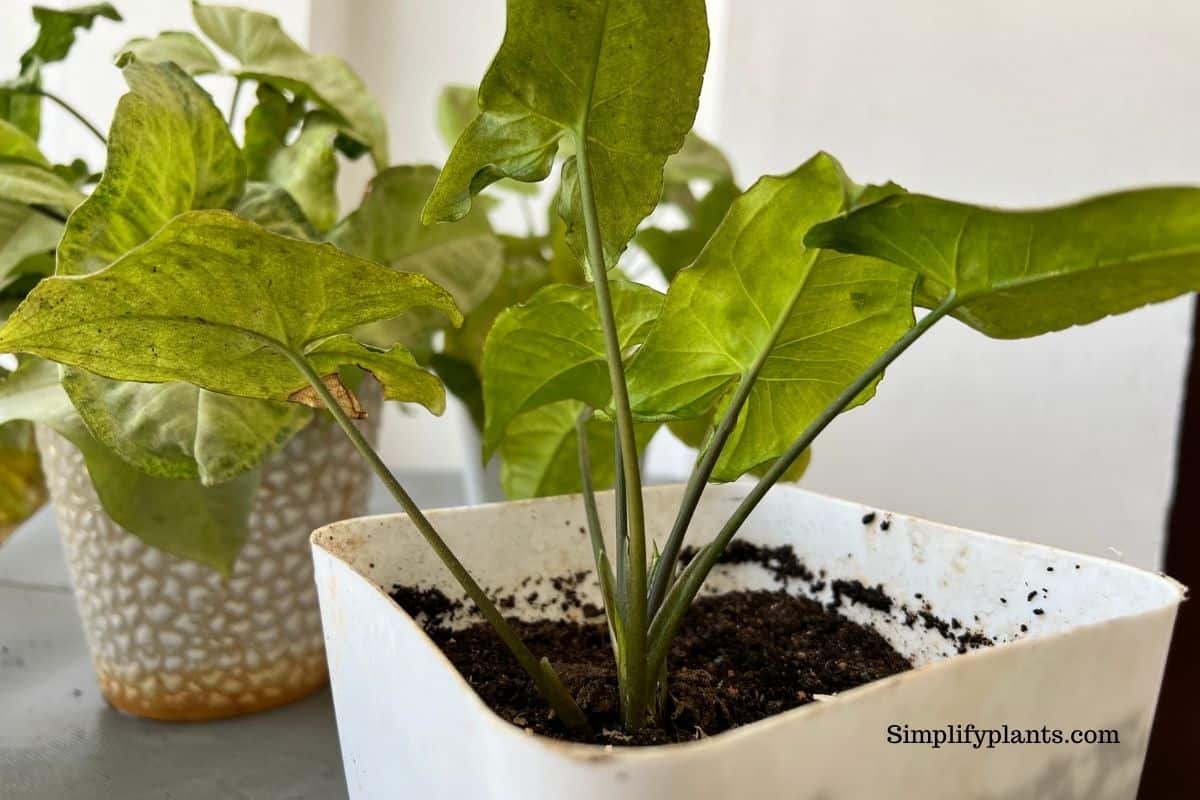 How To Prune Arrowhead Plant? (When To Prune+Steps To Follow