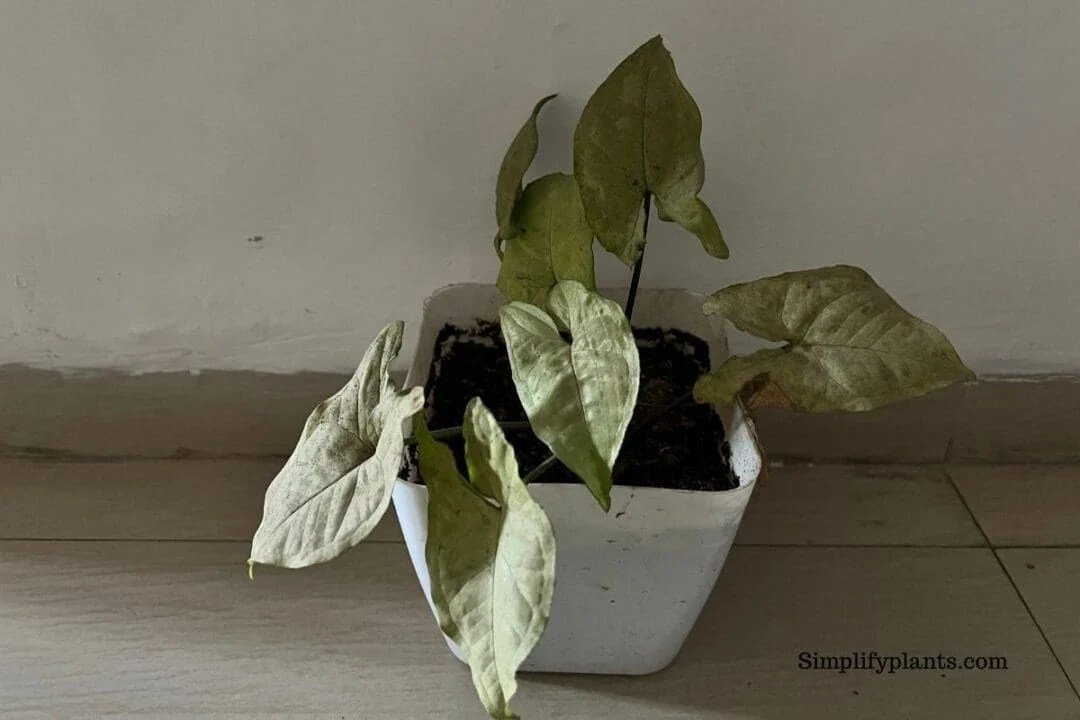 Why Is My Arrowhead Plant Leggy? (Possible Causes+Fix) » Simplify Plants