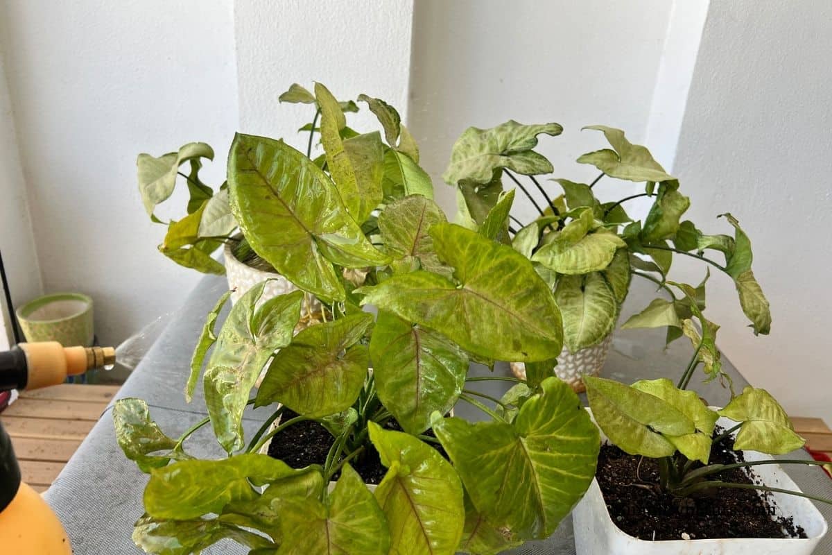 Do Arrowhead Plants Like Humidity? (+Misting?) » Simplify Plants