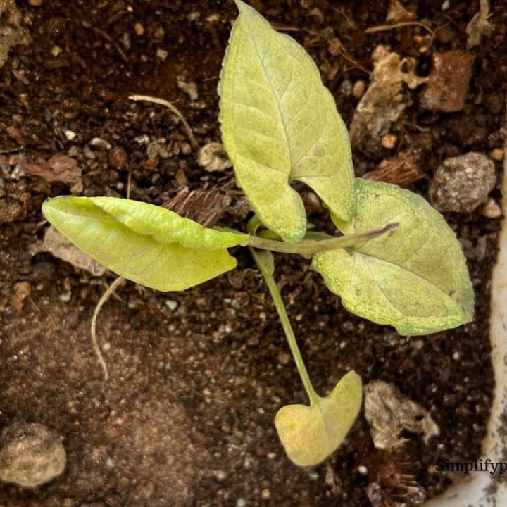 Do Arrowhead Plants Go Dormant? (Winter Dormancy+Care) Simplify Plants