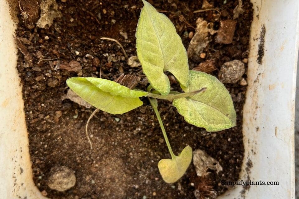 Do Arrowhead Plants Go Dormant? (Winter Dormancy+Care) » Simplify Plants