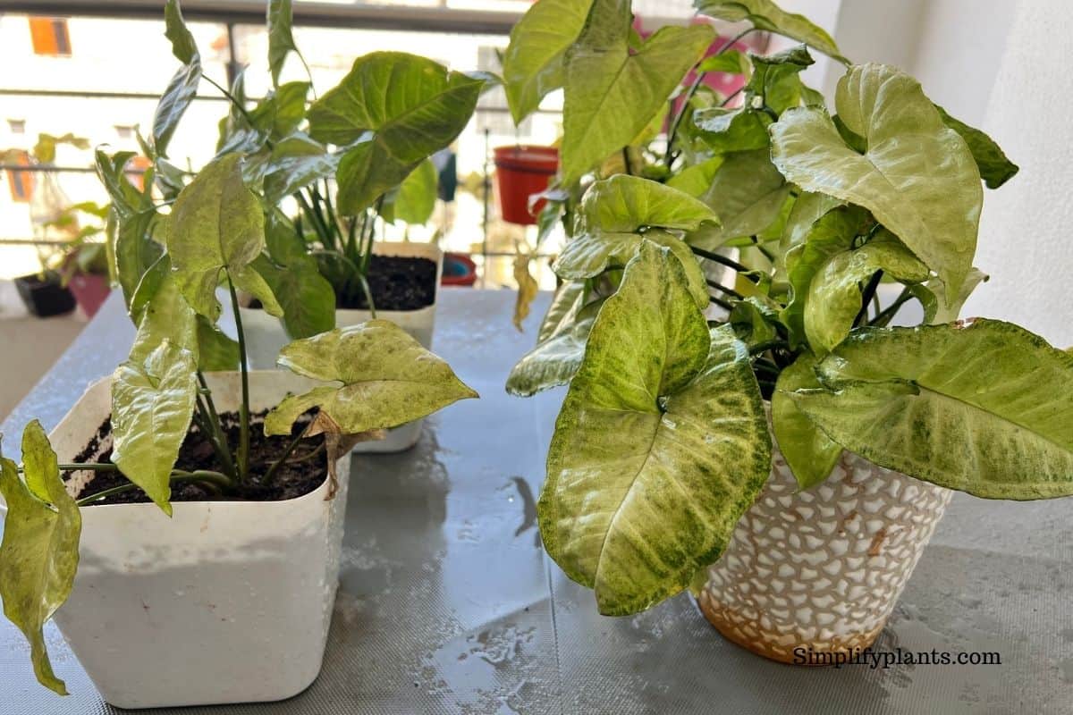 Can Arrowhead Plants Grow In Water? (How To Grow+Care) » Simplify Plants