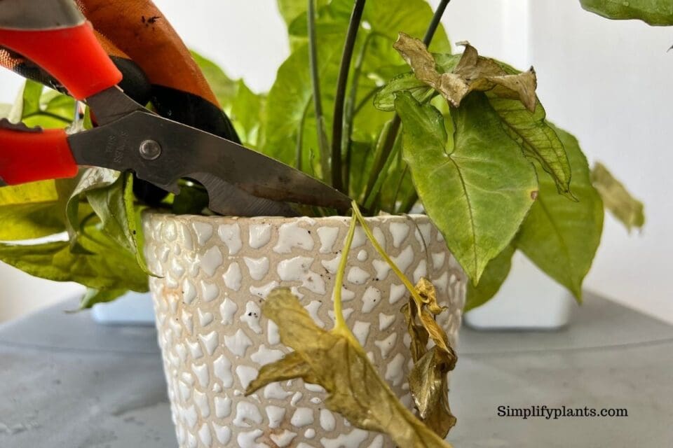 Why Is My Arrowhead Plant Leggy? (Possible Causes+Fix) » Simplify Plants