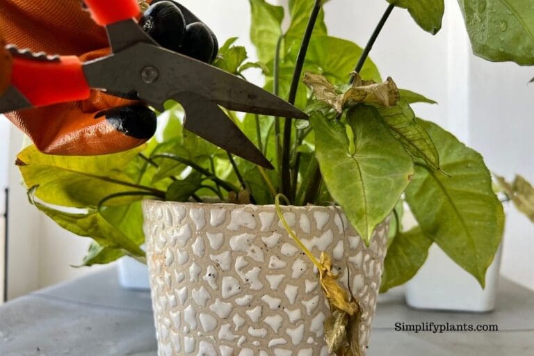 Can Arrowhead Plants Grow In Water? (How To Grow+Care) » Simplify Plants