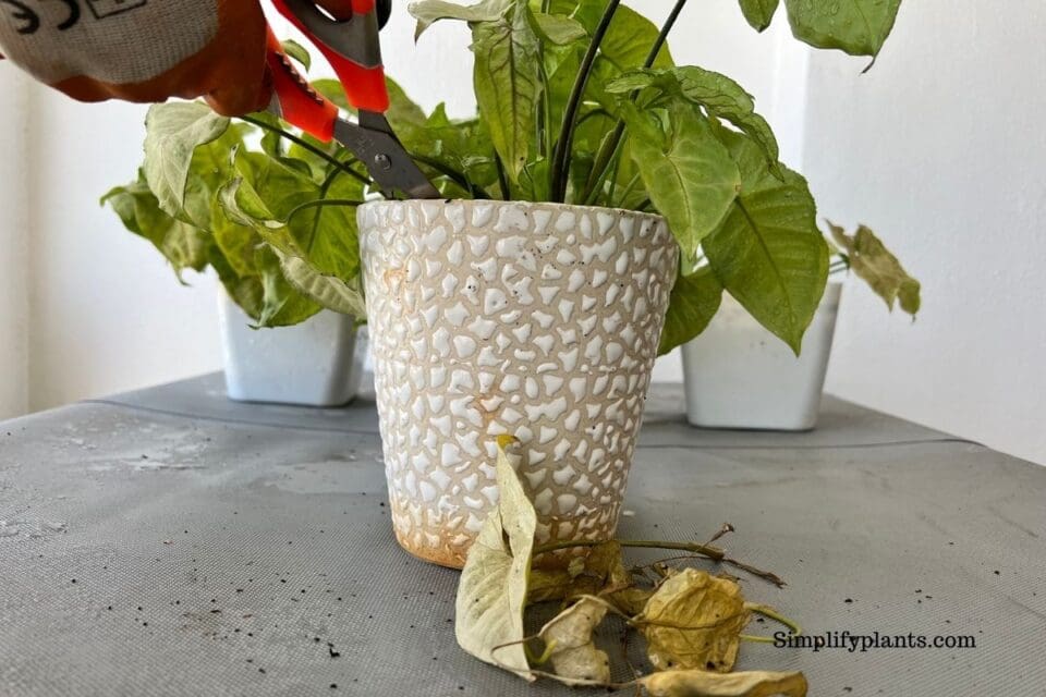 Why Is My Arrowhead Plant Turning Yellow? (Problems+How To Fix