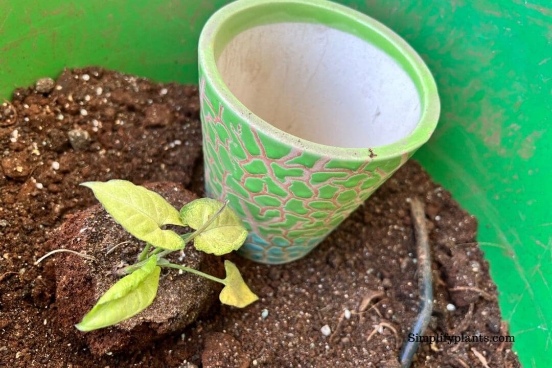 Should I Repot My Indoor Plants After Buying Them? (+Steps To Repot) » Simplify Plants