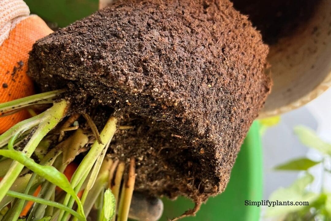 Why Is My Arrowhead Plant Leggy? (Possible Causes+Fix) » Simplify Plants