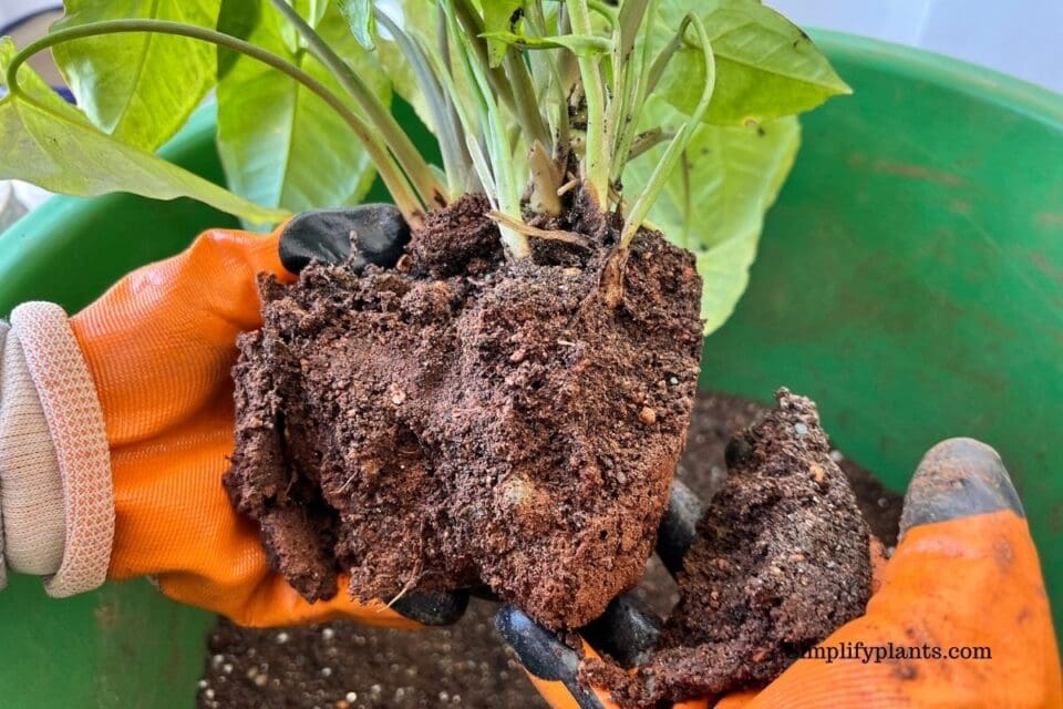 Why Is My Arrowhead Plant Drooping? (Causes+How To Fix) » Simplify Plants