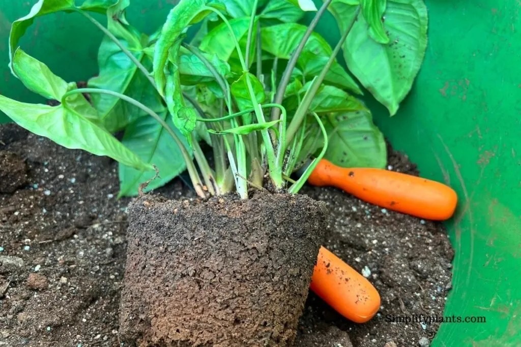 Why Is My Arrowhead Plant Turning Brown? (Causes+Fix) » Simplify Plants