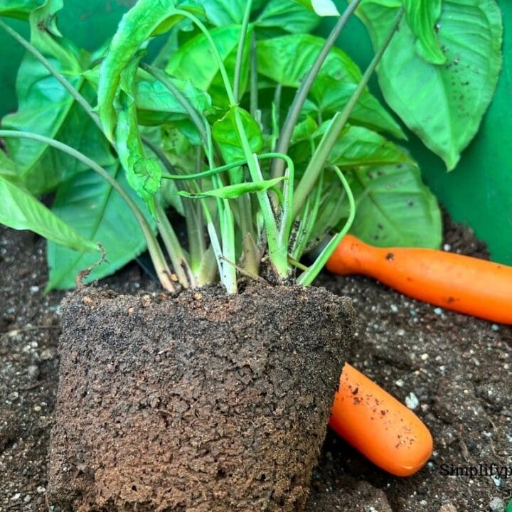 Do Arrowhead Plants Like To Be Root Bound? (+Signs & When To Repot