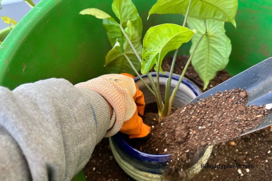 Why Is My Arrowhead Plant Turning Brown? (Causes+Fix) » Simplify Plants