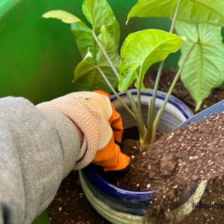 What Kind Of Soil For Arrowhead Plant? (+Best Soil Mix) Simplify Plants