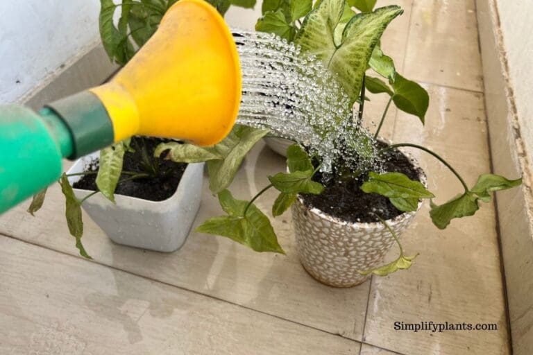 Why Is My Arrowhead Plant Turning Brown? (Causes+Fix) » Simplify Plants