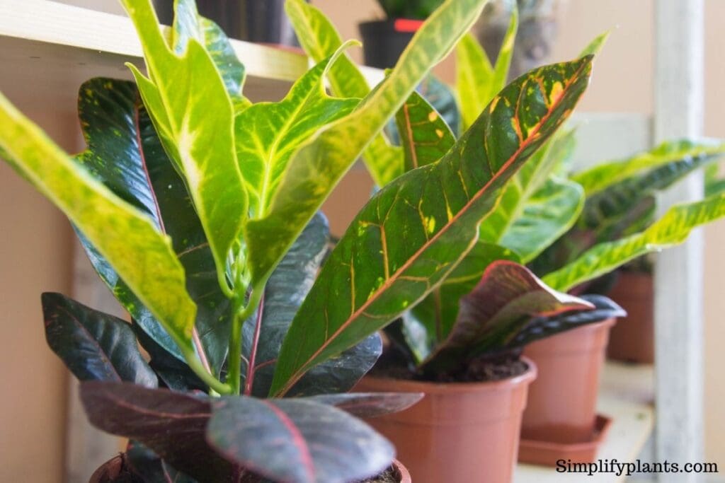 Can Croton Grow Outside? (Requirements & Care Difference) » Simplify Plants