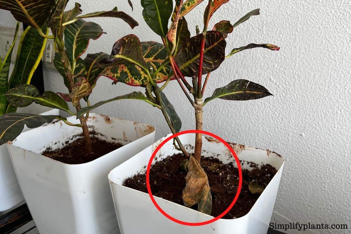 What Kind Of Soil Does A Croton Need? (+Ideal Soil Mix & Requirements
