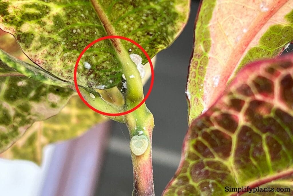 Do Indoor Plants Attract Bugs? (7 Common Bugs+How To Deal With Them