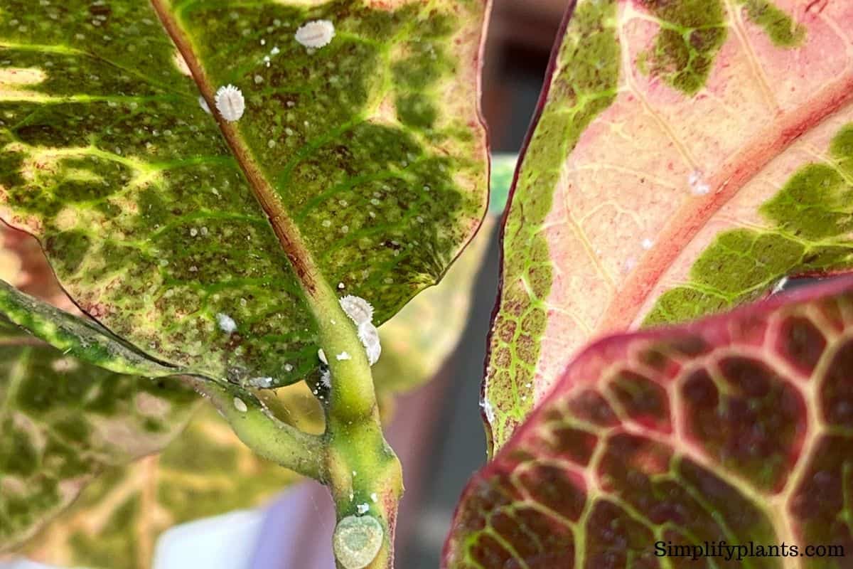 Why Are My Croton Leaves Turning Brown? (Causes+How To Fix) » Simplify