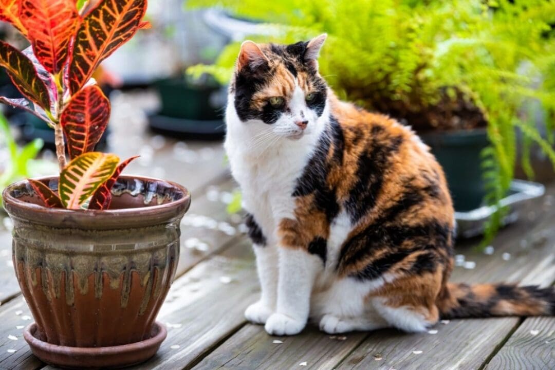 Is Croton Plant Pet Friendly? (Cats, Dogs & Other Animals) » Simplify