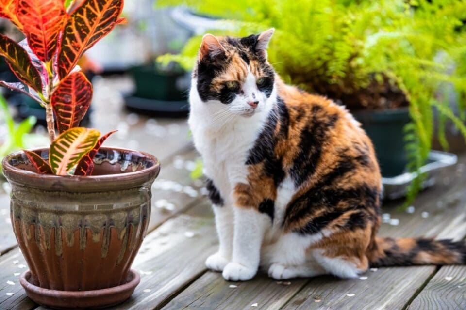 Is Croton Plant Pet Friendly? (Cats, Dogs & Other Animals) » Simplify
