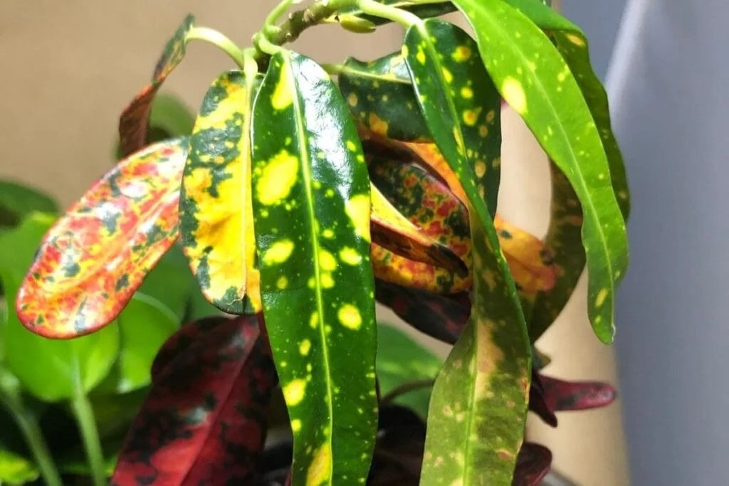 Why Are My Croton Leaves Curling? (Possible Causes+Fix) » Simplify Plants