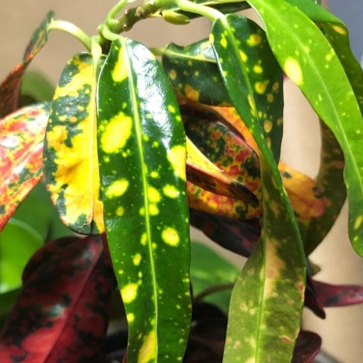 Why Are My Croton Leaves Drooping? (Possible Causes+Fix) Simplify Plants