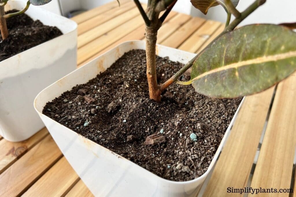 What Kind Of Soil Does A Croton Need? (+Ideal Soil Mix & Requirements