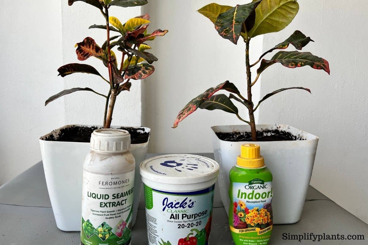 What Fertilizer Is Good For Croton? (Best Fertilizer For Croton Plant
