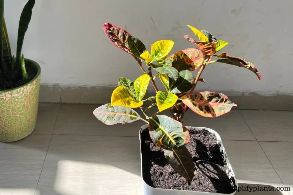 How To Care For A Croton Plant? (Ultimate Care Guide) » Simplify Plants