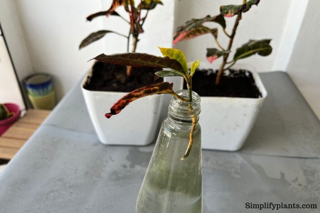 How To Propagate Croton Plant? (A StepbyStep Guide) » Simplify Plants