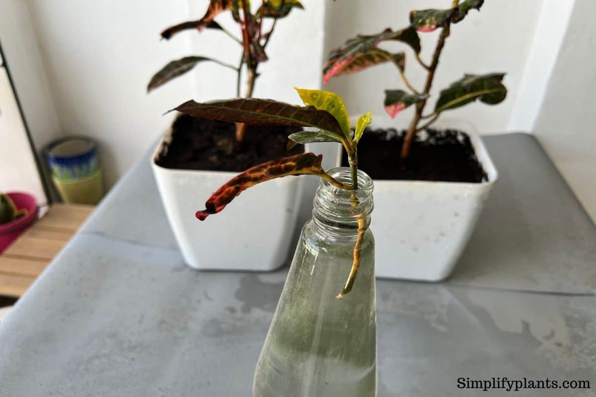 How To Propagate Croton Plant? (A StepbyStep Guide) » Simplify Plants