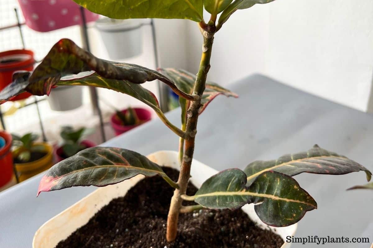 Why Is My Croton Leggy? (Possible Causes+How To Fix) » Simplify Plants