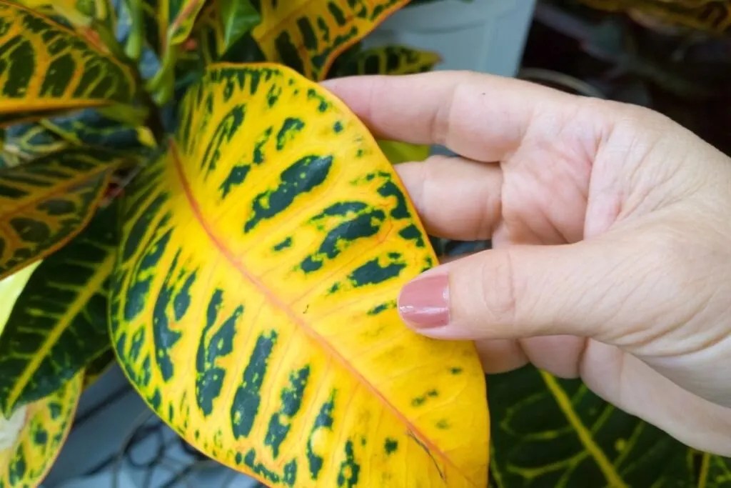 How To Care For A Croton Plant? (Ultimate Care Guide) » Simplify Plants
