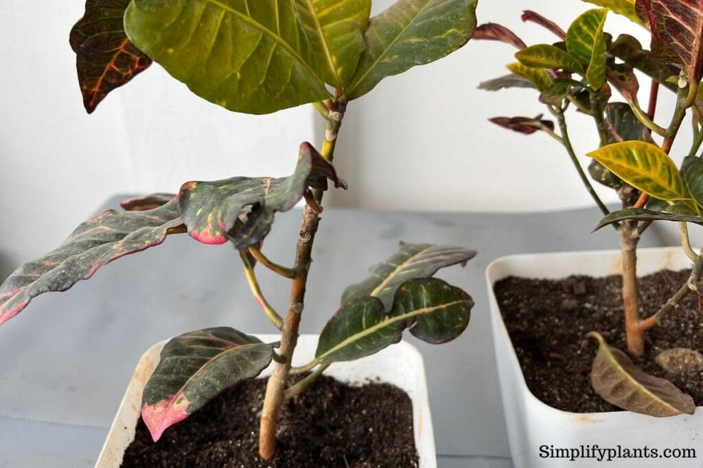 What Kind Of Light Does A Croton Need? (Croton Light Requirements