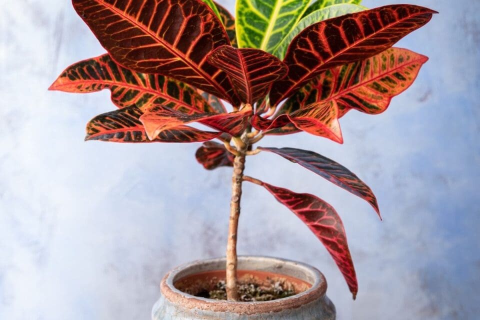 11 Reasons Why Your Croton Leaves Are Drooping » Simplify Plants