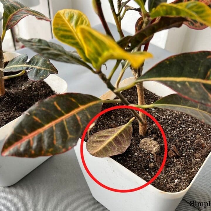 Why Is My Croton Dropping Leaves? (Causes+How To Fix) Simplify Plants