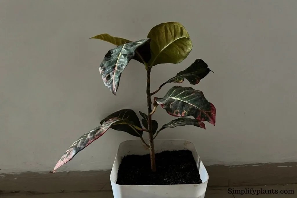 What Kind Of Light Does A Croton Need? (Croton Light Requirements ) » Simplify Plants