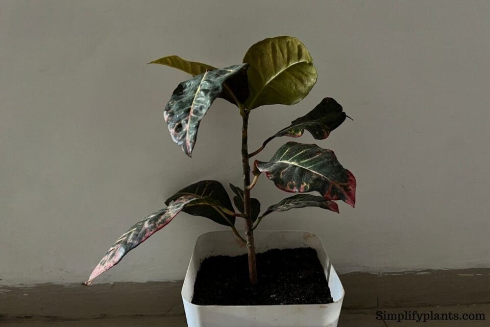 Why Is My Croton Leggy? (Possible Causes+How To Fix) » Simplify Plants