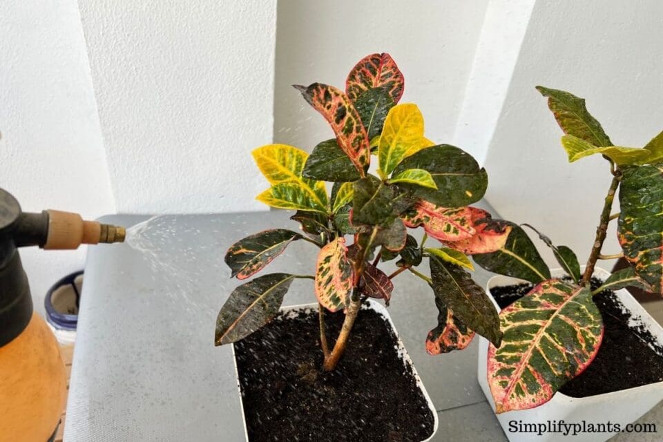 Can Croton Grow Outside? (Requirements & Care Difference) » Simplify Plants