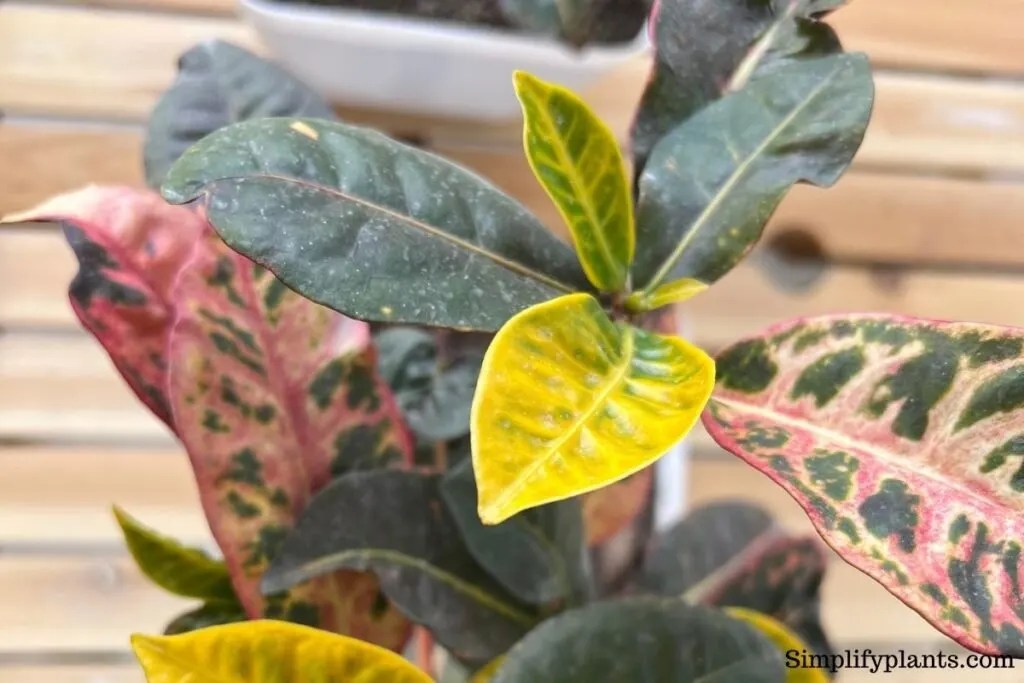 Why Are My Croton Leaves Turning Brown? (Causes+How To Fix) » Simplify