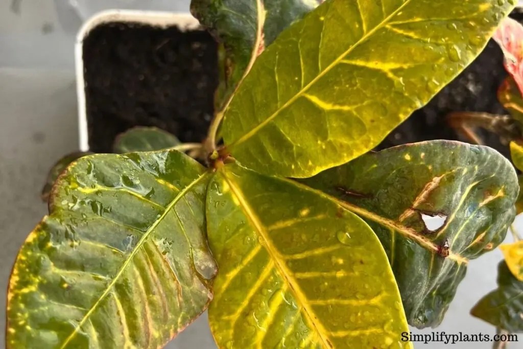 Why Is My Croton Not Colorful? (Possible Problems+How To Fix) » Simplify Plants