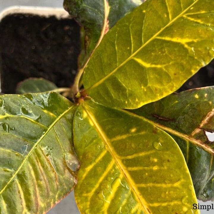 Why Is My Croton Not Growing? (Possible Problems+Solution) Simplify