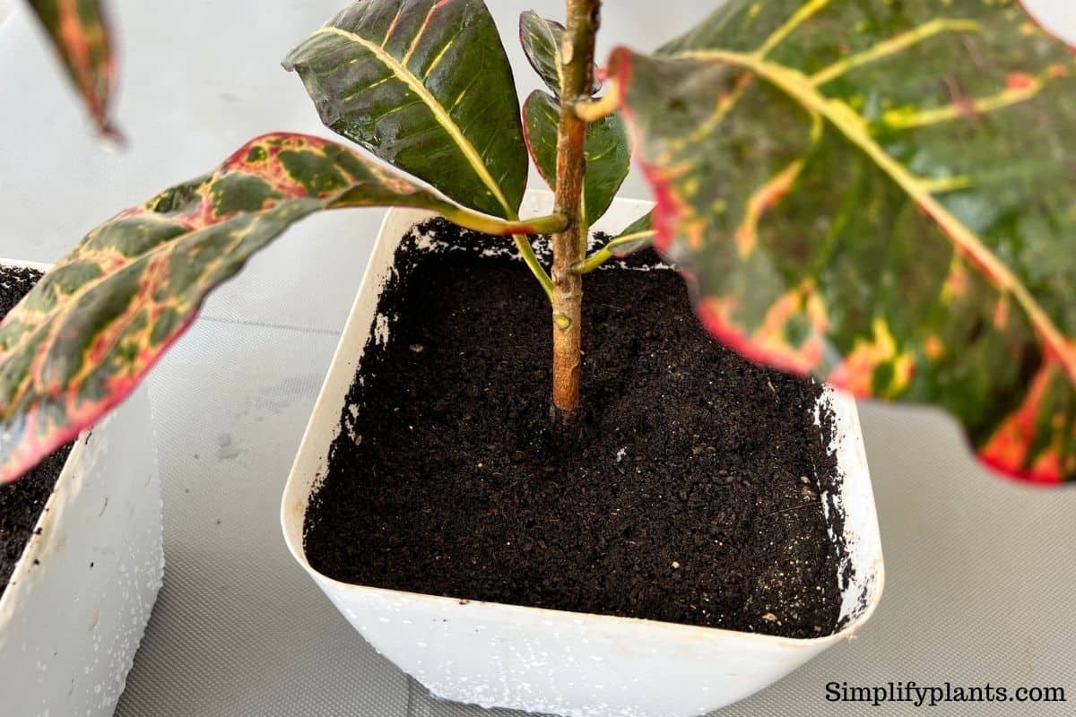 10 Ways To Dry Out Overwatered Soil (That Actually Works) » Simplify Plants