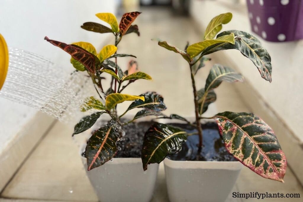 How To Revive A Dying Croton Plant? (Possible Problems+Fix) » Simplify