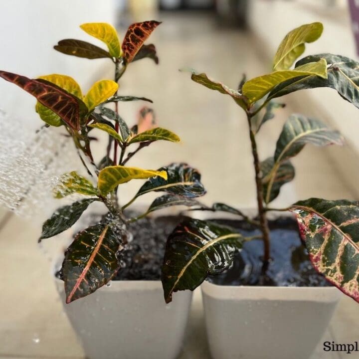 How To Save Overwatered Croton Plant? (Signs, Problems & Solution