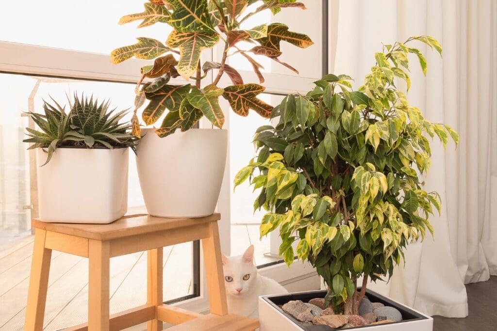 Are Croton Petra Plants Poisonous to Cats