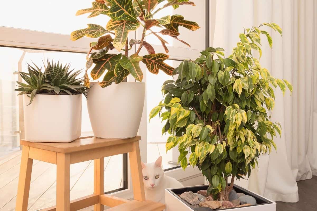 What Kind Of Light Does A Croton Need? (Croton Light Requirements