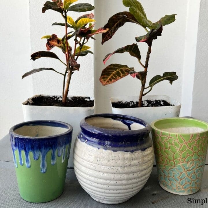 What Kind Of Pot For Croton? (Pot Size, Material & More) Simplify Plants