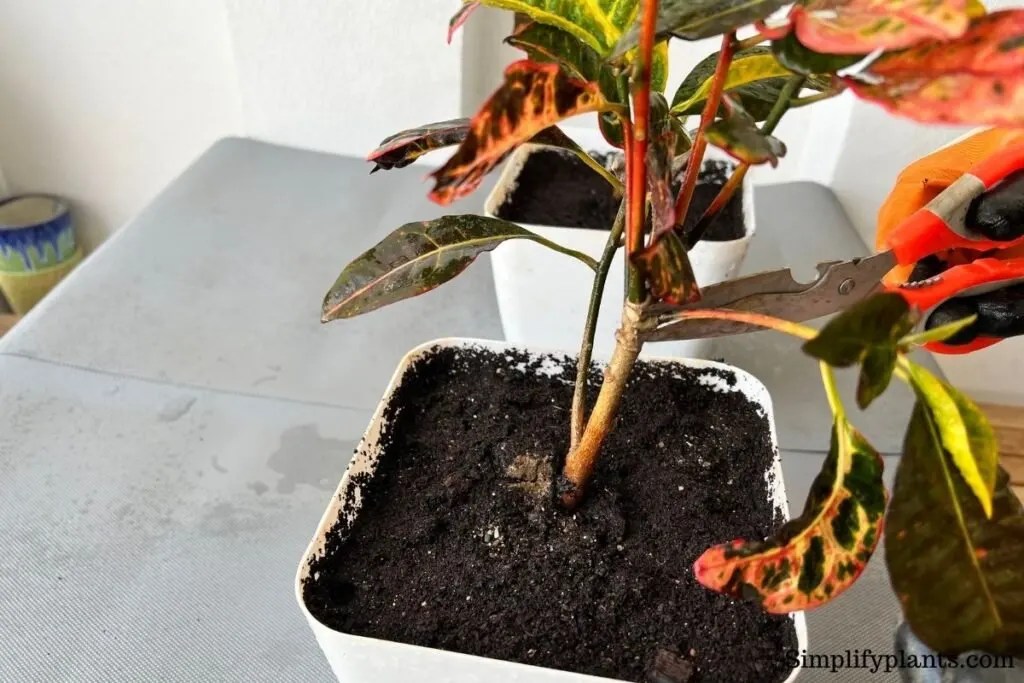How Fast Do Crotons Grow? (Croton Growth Rate) » Simplify Plants