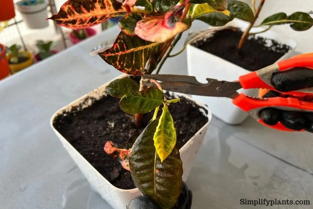 Why Is My Croton Leggy? (Possible Causes+How To Fix) » Simplify Plants